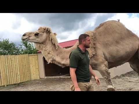 Animal Adventures with Jordan: Dromedary Camels