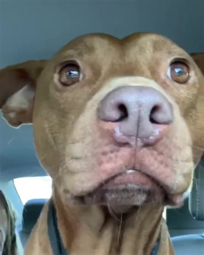 Nug Life Freestyle - Rap Dog Talking Animals