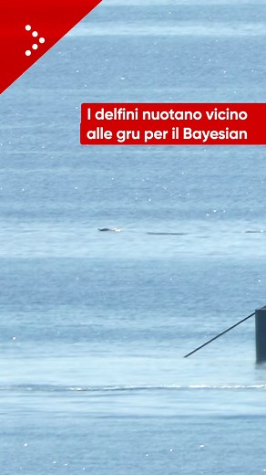 Bayesian, i delfini nuotano accanto alla gru ancora al lavoro per recuperare l'enorme albero | Local Team