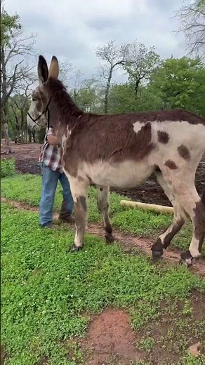 Our Mammoth Jack, Trigger. #donkey #mammothjack #farming #triggerthemammothdonkey