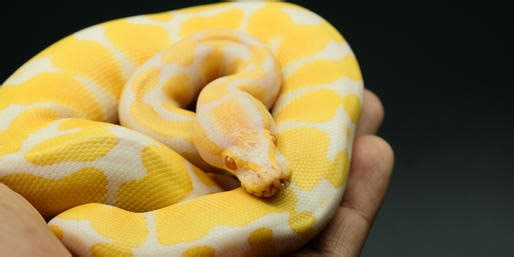 Quiz: Finish The Names Of These U.S. Invasive Species