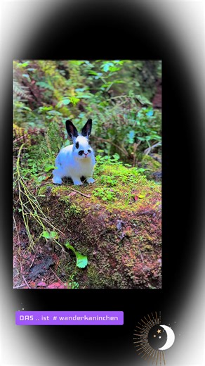 #wanderkaninchen @Siggi