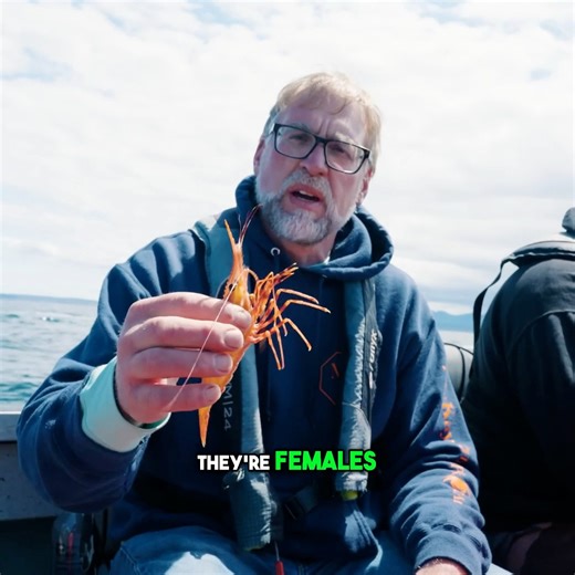 Spot Prawn Limits! Look at the size of these guys! What’s your favorite way to eat them? | Addicted Fishing