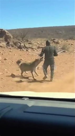 Hyena vs Man: Intense Wildlife Encounter #wildlife #hyena #africa