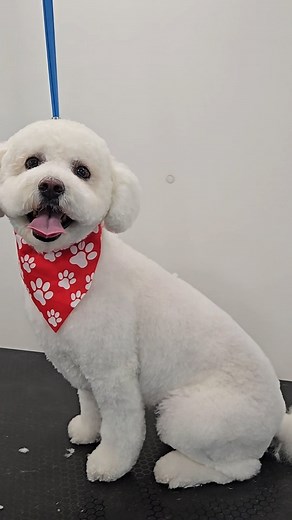 Bubblebee DOG GROOMING 🐕 | Bubble Bee