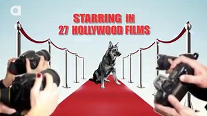 16K views · 304 reactions | German Shepherds are the 2nd most popular...