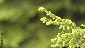 Picea rubens, commonly known as red spruce, is spruce native to eastern North America. This species is yellow spruce, West Virginia spruce, eastern spruce, and he-balsam.