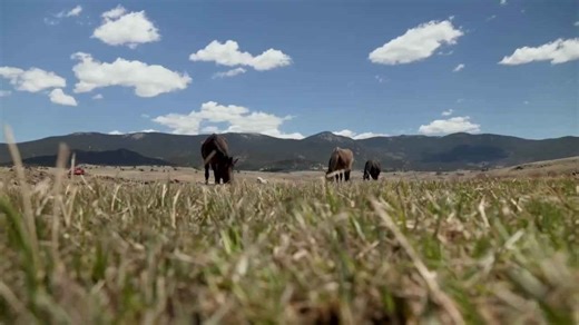 Cattle operation in Colorado's high country remains thriving for over 150 years