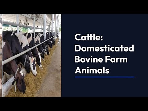 Cattle Farming and Breeding: A Comprehensive Overview
