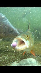 191K views · 1.3K reactions | PERCH FOR POPUP? ;-) #fishing #angling...