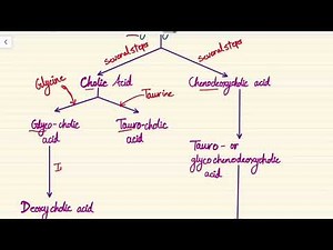 Physiology | Synthesis of bile acids
