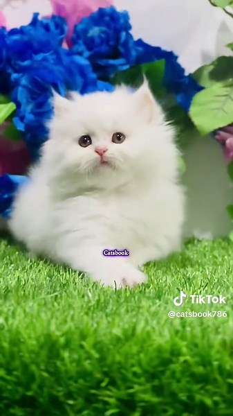 MashaAllah: Adorable Persian Kitten Videos