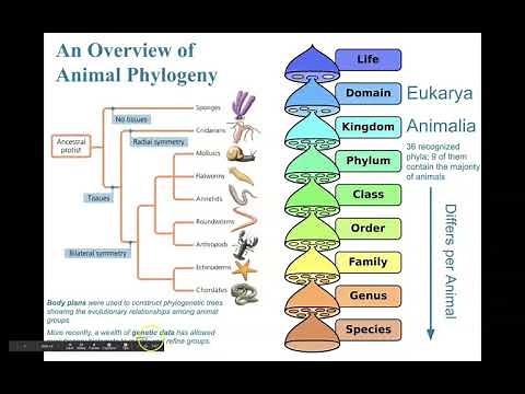 Animal Phylogeny Overview, Tissues, and Symmetry