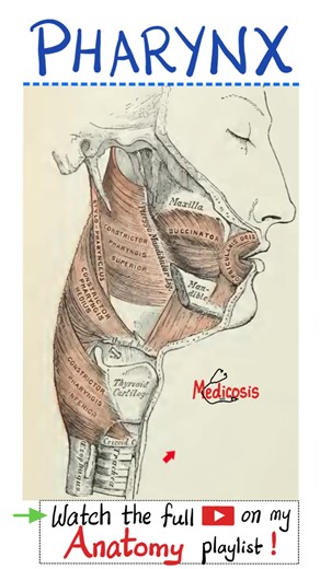 Muscles of Pharynx - Anatomy of Head & Neck...#doctor #nurse #anatomy #physiology #biology #surgery #neuroscience #neuroanatomy #usmlestep1 #mbbs #medicalassistant #MedicalEducation #premed #dentist #medical #doctor #USMLE #NCLEX #pharmacy #nurselife #nurse #paramedic #biochemistry #chemistry #education #science #mcat #pharmacist #physics #doctors #anatomy #nephrology #physiology #health #pathology #physician #bone #orthopedia #orthopaedic #diet #gym #fitness | Medicosis Perfectionalis