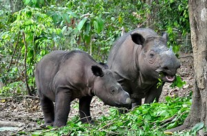 Sumatran Rhinos Believed to Be Extinct in Malaysia May Still be Roaming the Sabah Rainforests