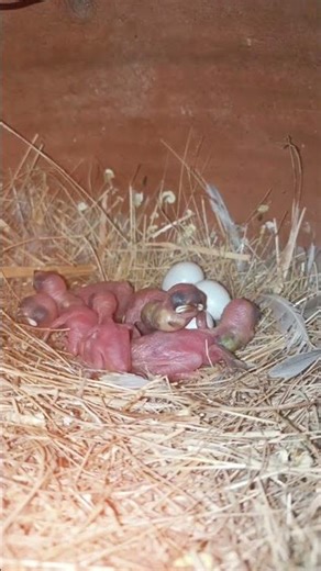 Silver Java Bird Couple with Eggs 😍 | Viral Bird Short #java #breeder #pair #chickshatch‎