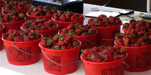 Farmers get an early start to the strawberry season