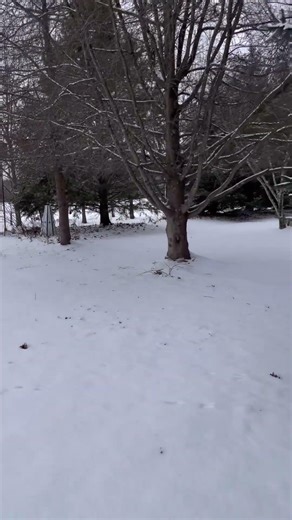 Winter morning rabbit hunt!