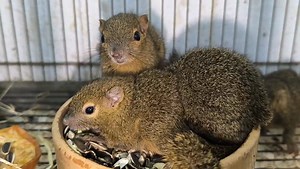 11K views · 32 reactions | Good Morning Wednesday A small video of...