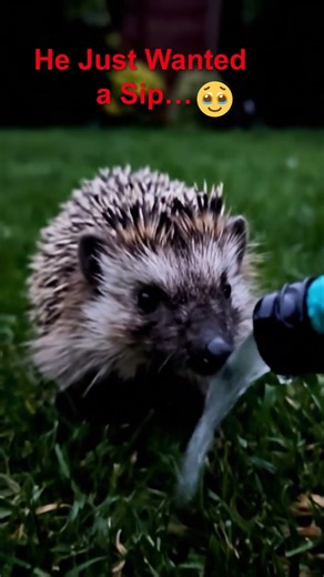 Hedgehog Discovers Running Water for the First Time-Cutest Reaction Ever! #shorts #hedgehog