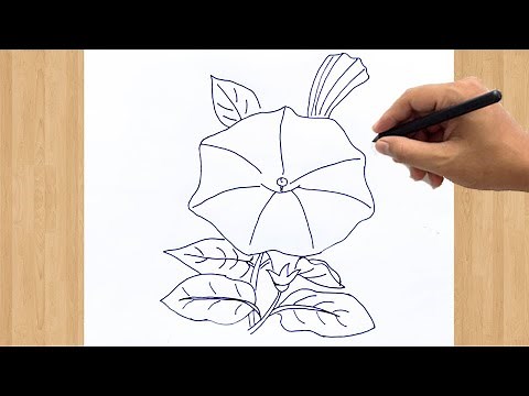 How to Draw Morning Glory Flower Drawing Step by Step