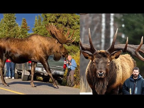 This is the Largest Deer in the World