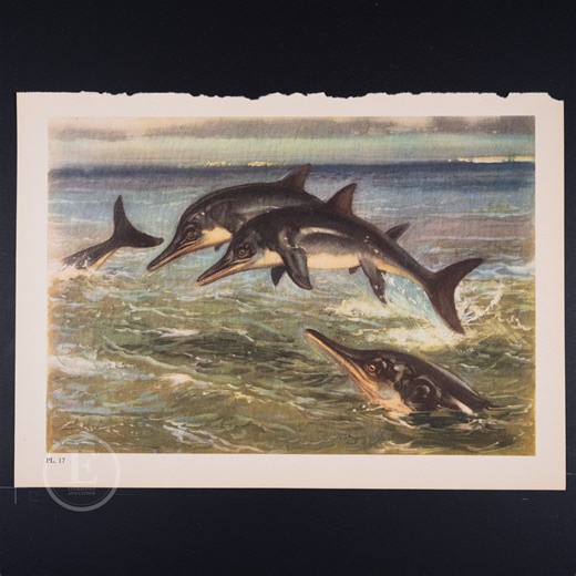 Stenopterygius: Extinct Reptiles From Early Jurassic - Original Vintage Lithograph Print of Prehistoric Animals 1960 - Etsy