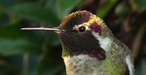 Amazing Hummingbird Changes Color Right Before Your Eyes