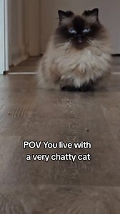 5.9K views · 213 reactions | Chatty cat Nonna has a LOT to say! I've heard that this is quite common for himalayan cats, maybe it's the siamese in them! #munchkincats #rescuecatsofinstagram #himalayancat #talkingcat | Munckin Stevie | Facebook
