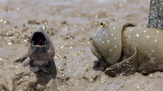 Mudskipper Jumping Contest For Mate