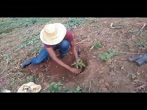 passion fruit growing