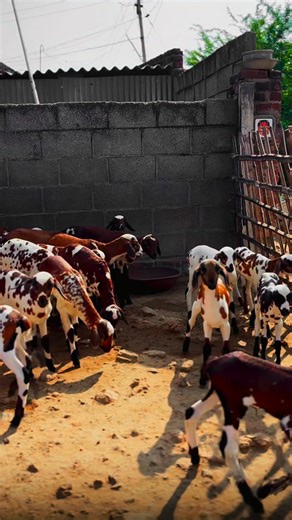 Rakki Rakki | Goat love ❤️#tamilnadugoatfighters #goat #muttukidai🐏 #tamilnadugoatmarket #muttukedai | Instagram