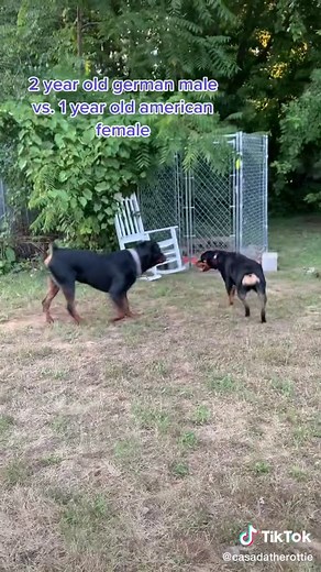 American Rottweiler vs German Rottweiler - A Detailed Comparison
