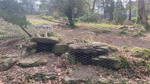 28K views · 240 reactions | Majestic ✨ | Mesker Park Zoo & Botanic Garden | Facebook