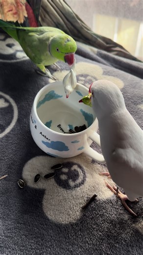 Adorable Handmade Ceramic Mugs | Cutest Pet Parrot Videos