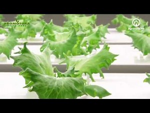 Agricultura vertical en Colombia Promotora Green Home