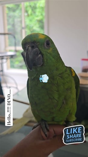 Fun Fact About Training Parrot Aka Dino The Amazon #birds #amazonparrot #worldparrotday #talkingtom