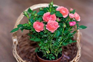 Which Roses Can You Grow In Pots? These Growers Share Their Secrets For Success | Horticulture Magazine