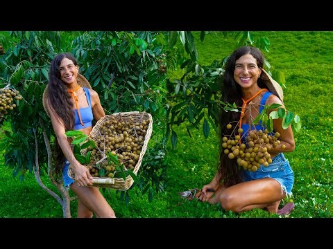 My FIRST Longan Harvest! 🌱 Insane Pick from My 800+ Fruit Tree Organic Orchard in Hawaii 🍈🌴