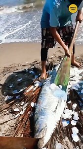 Did you know that fish scales can sell for thousands of dollars #trend #research #explorepage #knowledge #explore #education | Amazing Facts