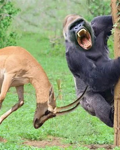 13 Moments Animals Attack Other Animals Unexpectedly and Violently Caught on Camera 🐴vs👦 | Animals Life