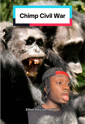Chimp Civil War: Nature's Plot Twist
