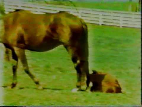 Dan Fogelberg - Run For The Roses