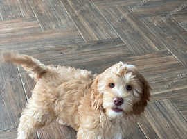 1 beautiful apricot cockapoo boy