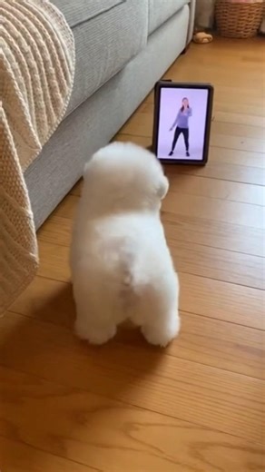 Cute dog dancing: Watch him catch the rhythm! 🎶🐾​#Shorts #CuteDogDancing #BichonFrise #DancingPuppy