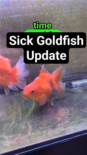 Goldfish being upside down and covered in white spots update #goldfish #animals #aquarium #cute