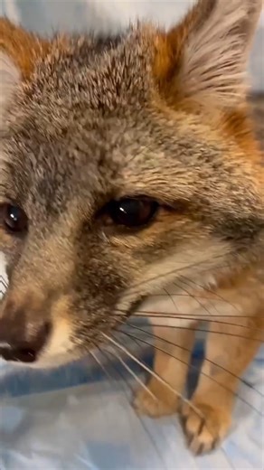 Dylan the grey fox is back on exhibit at CuriOdyssey! 🦊 Grey foxes are one of the few members of the dog family that can climb trees—a fun fact to share with curious kids as you watch Dylan explore the habitat. Come by to see this fascinating native species in action. Plan your visit today! https://curiodyssey.org/visit/tickets/ | CuriOdyssey