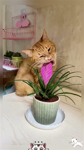 Orange Cats Being Silly 😂🍊