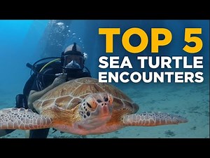 Top 5 Sea Turtle Encounters while Scuba Diving!