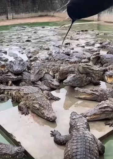 Crocodiles in Their Natural Habitat: A Close-Up View